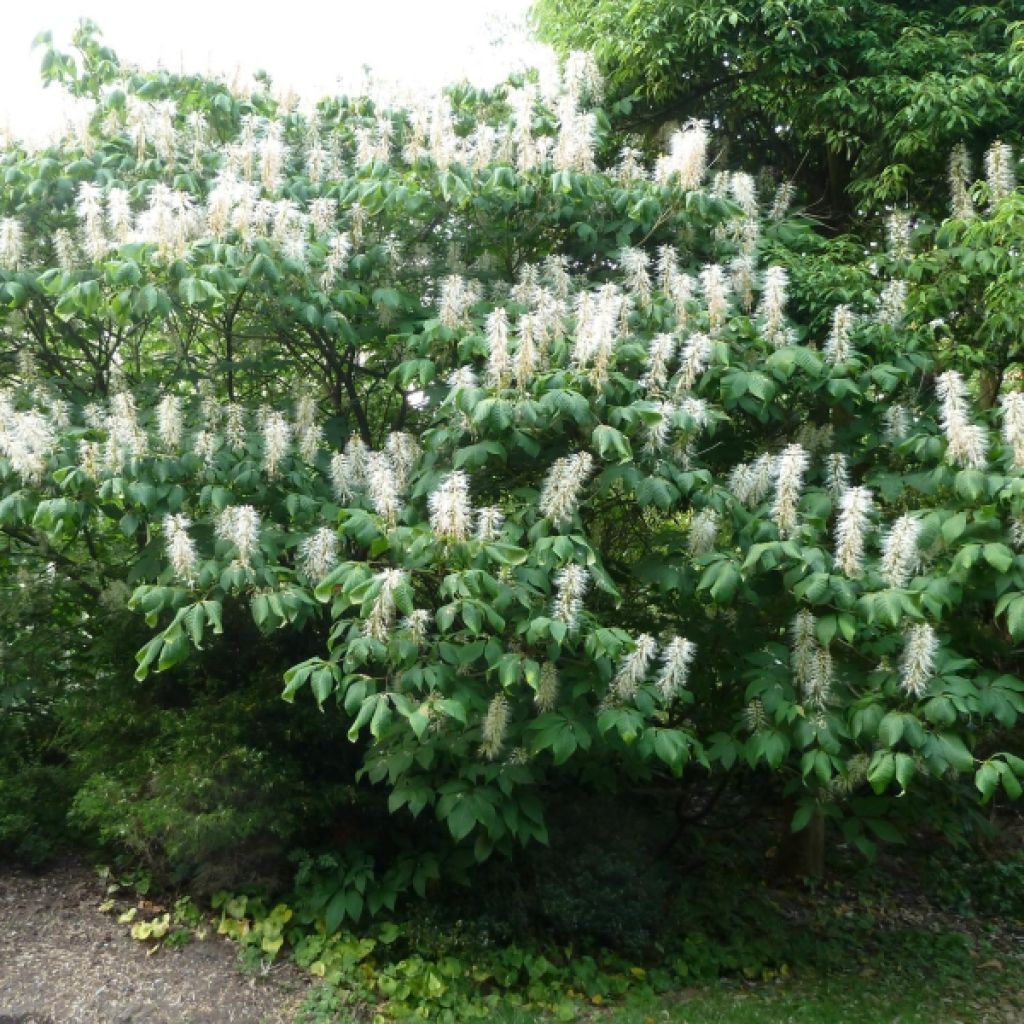 Aesculus parviflora - Ippocastano nano