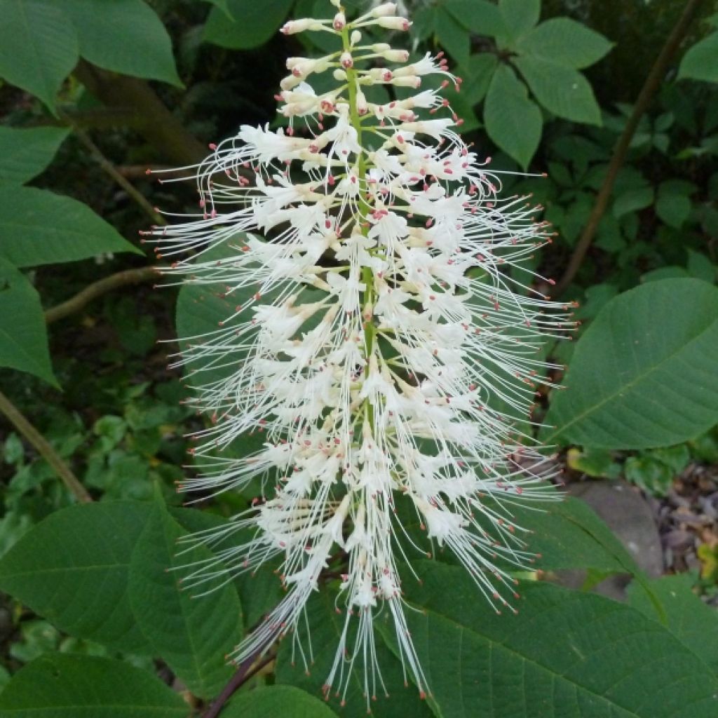 Aesculus parviflora - Ippocastano nano