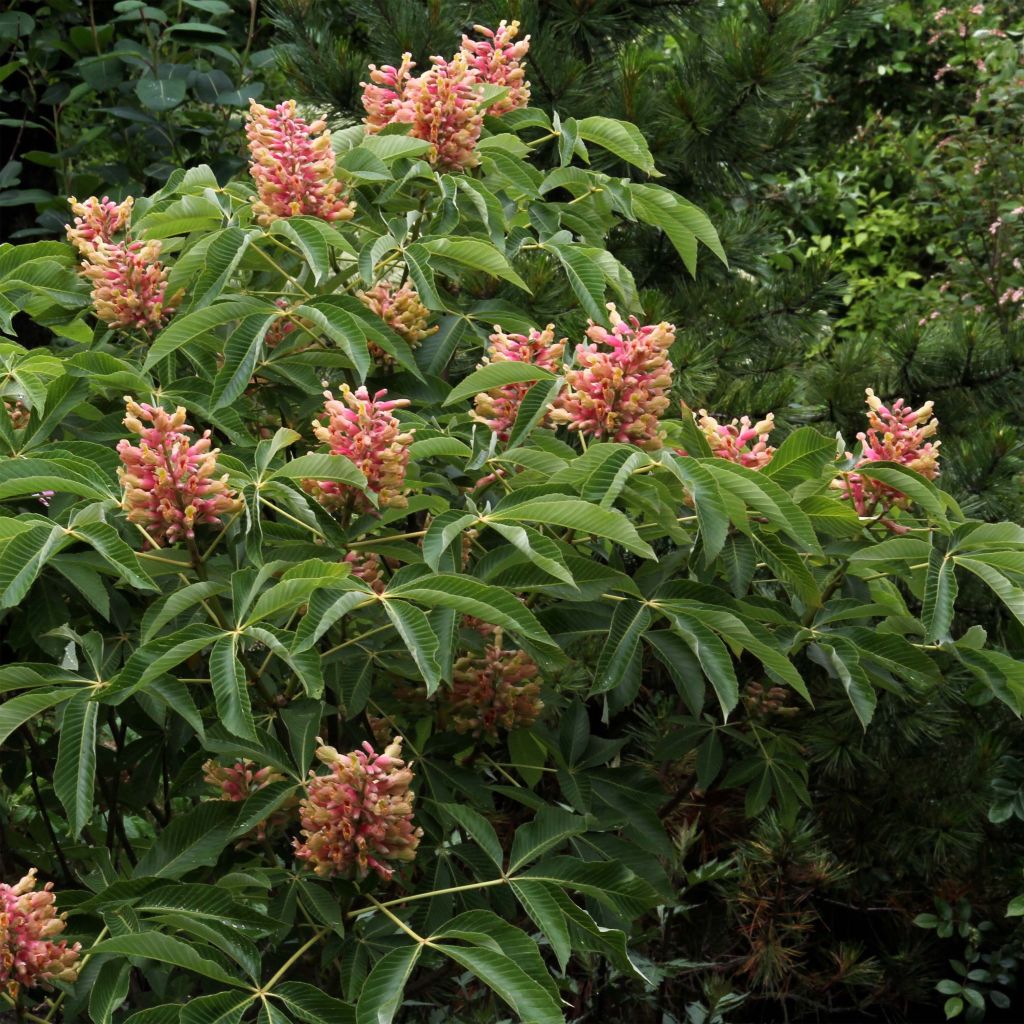 Aesculus pavia Koehnei - Ippocastano rosso nano