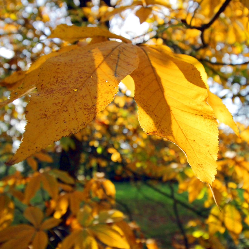 Aesculus pavia Koehnei - Ippocastano rosso nano