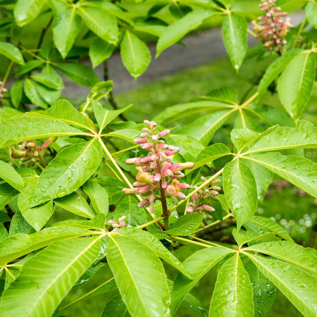 Aesculus pavia Koehnei - Ippocastano rosso nano