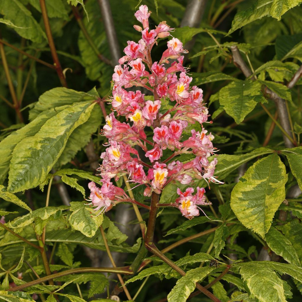 Aesculus carnea Marginata - Ippocastano rosso