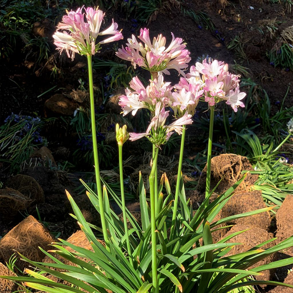 Agapanthe Blush Pink