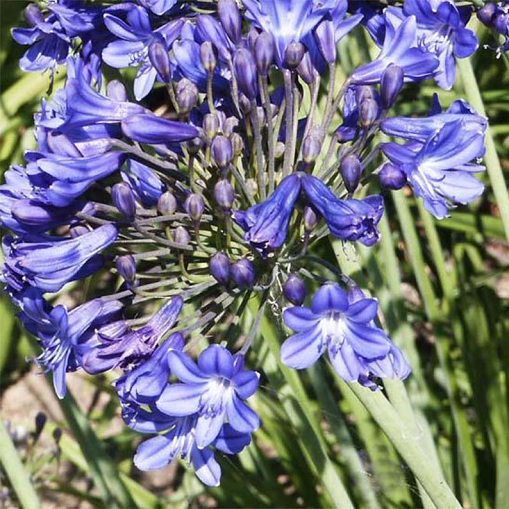 Agapanthe Peter Pan - Agapanthus africanus