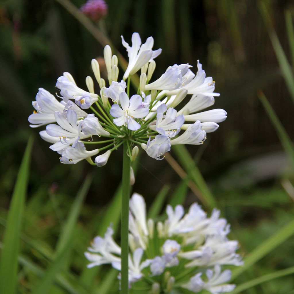 Agapanthus Phantom