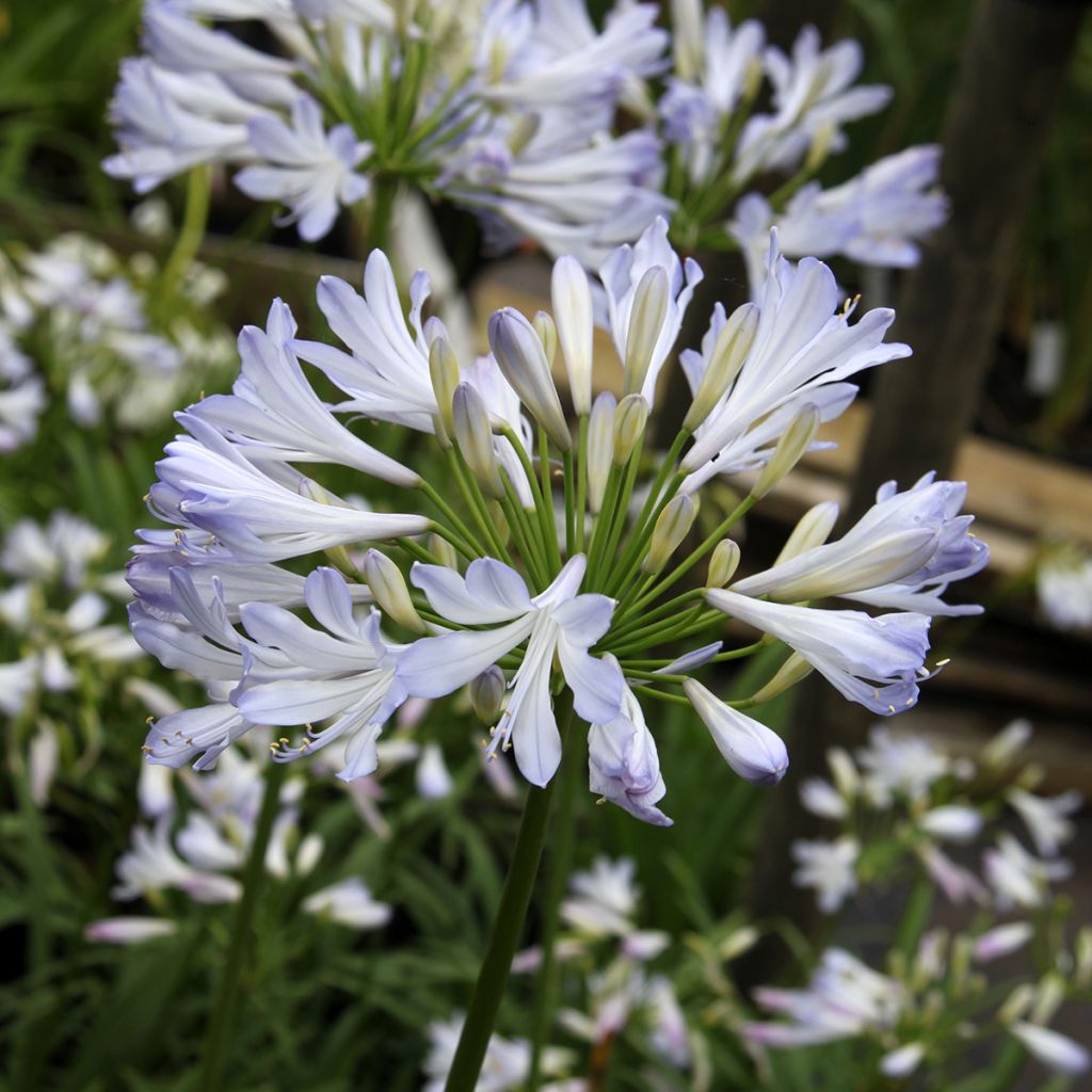 Agapanthus Phantom