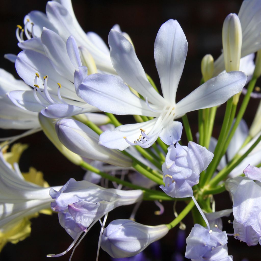 Agapanthus Phantom