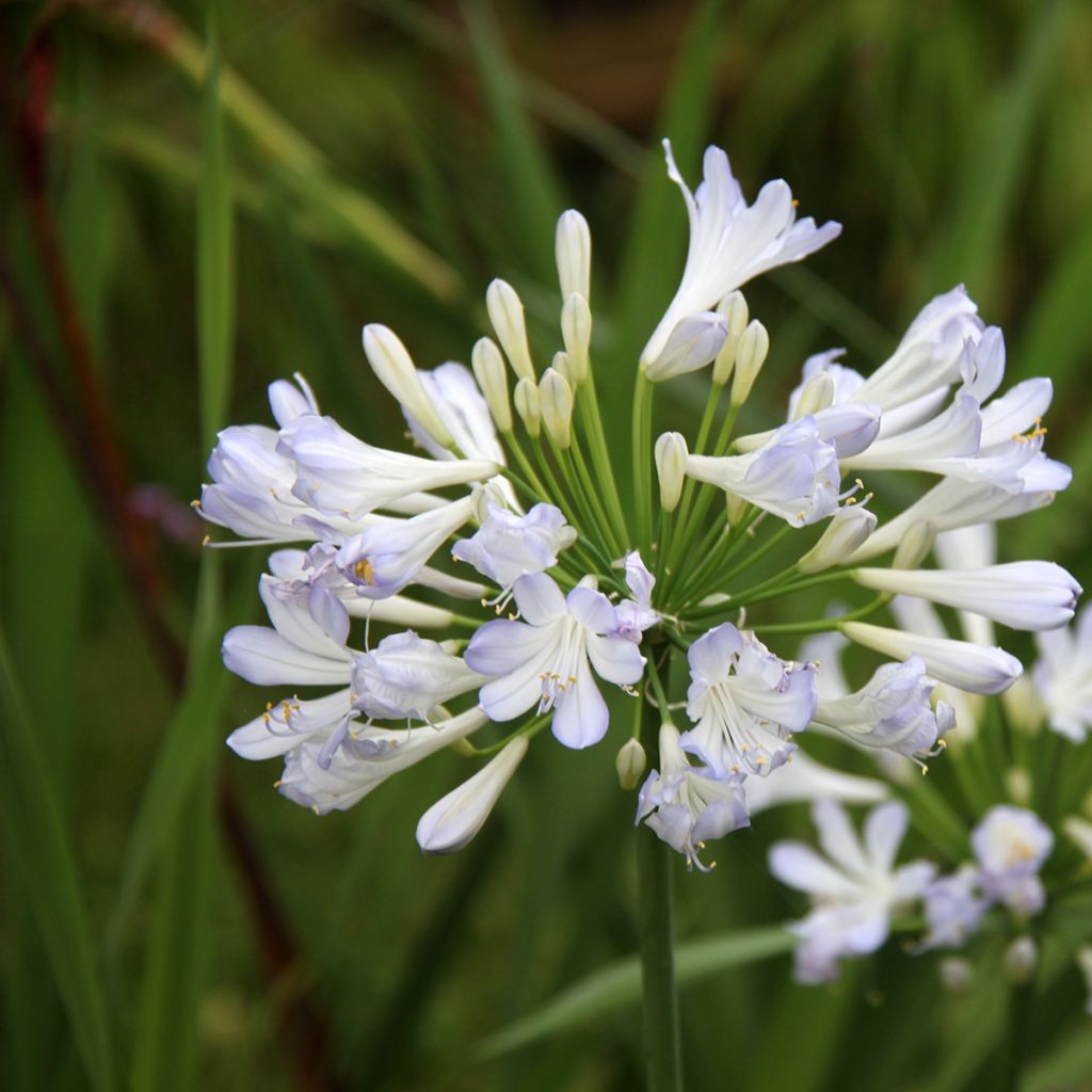 Agapanthus Phantom