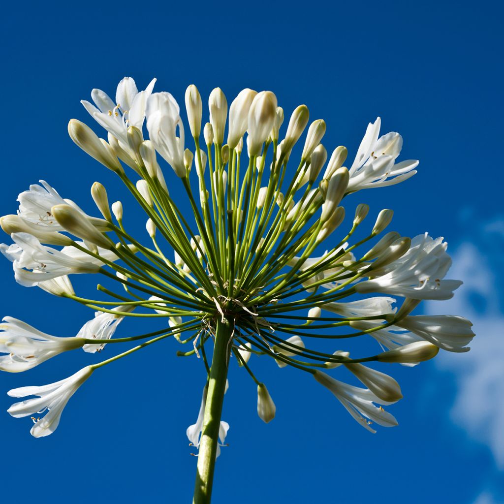 Agapanthus Polar Ice