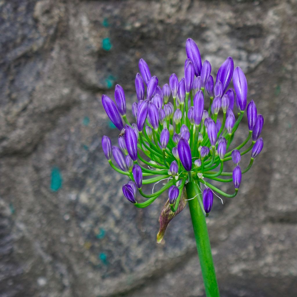 Agapanthus Purple Cloud