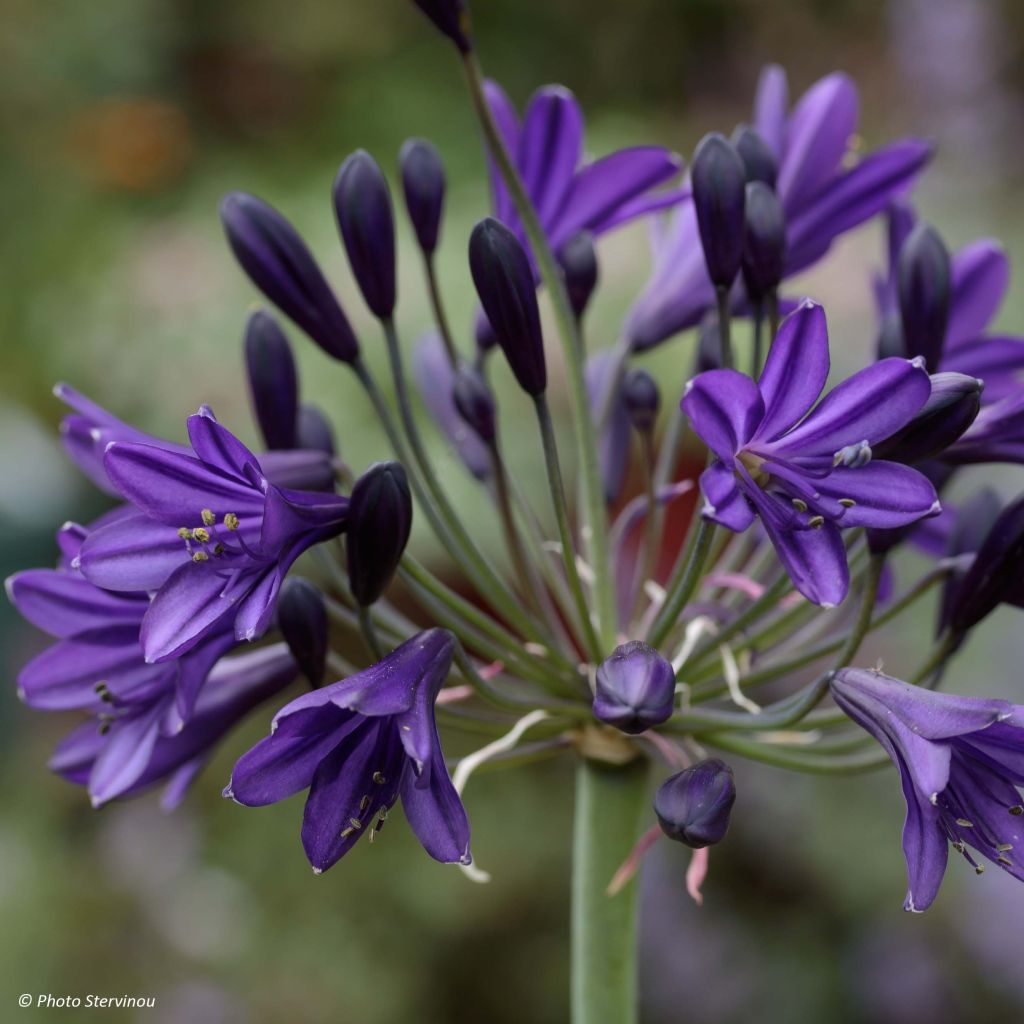 Agapanthus Royal Velvet