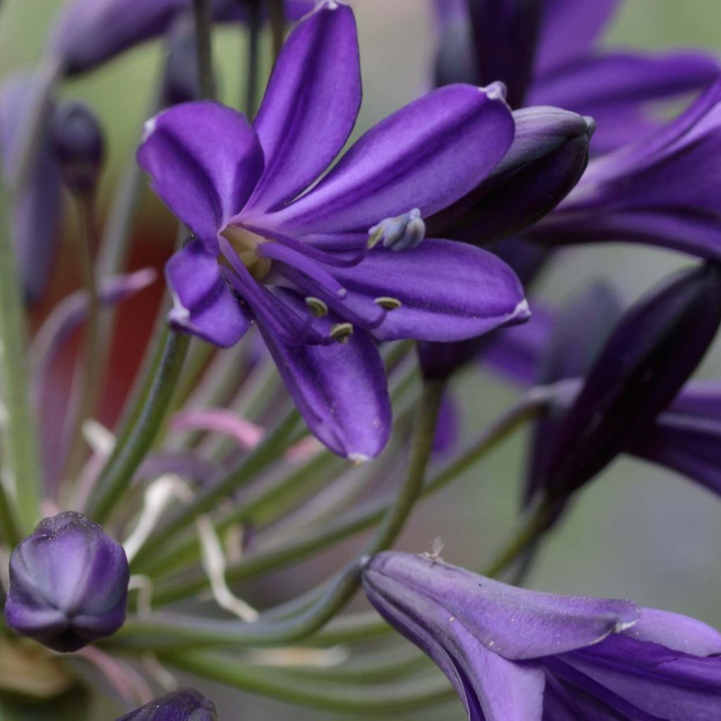 Agapanthus Royal Velvet