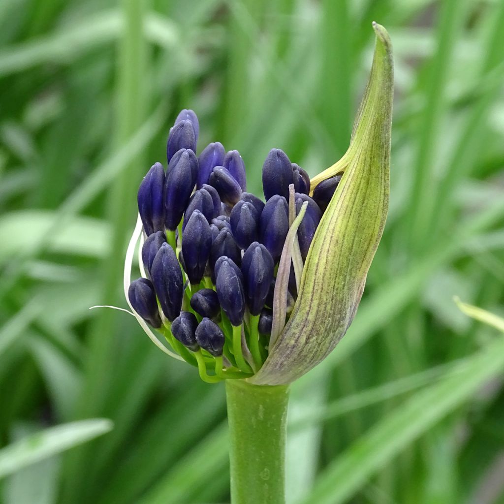 Agapanthus Royal Velvet