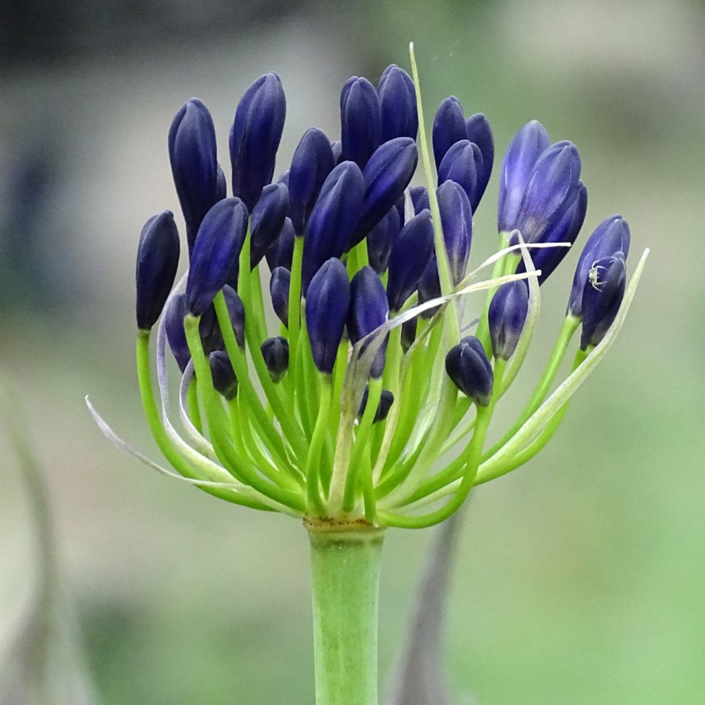 Agapanthus Royal Velvet