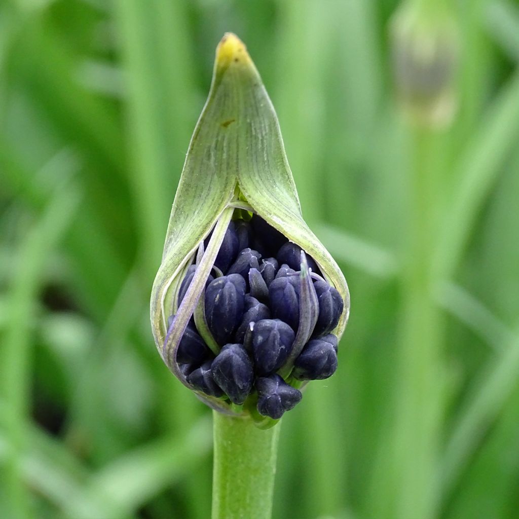 Agapanthus Royal Velvet