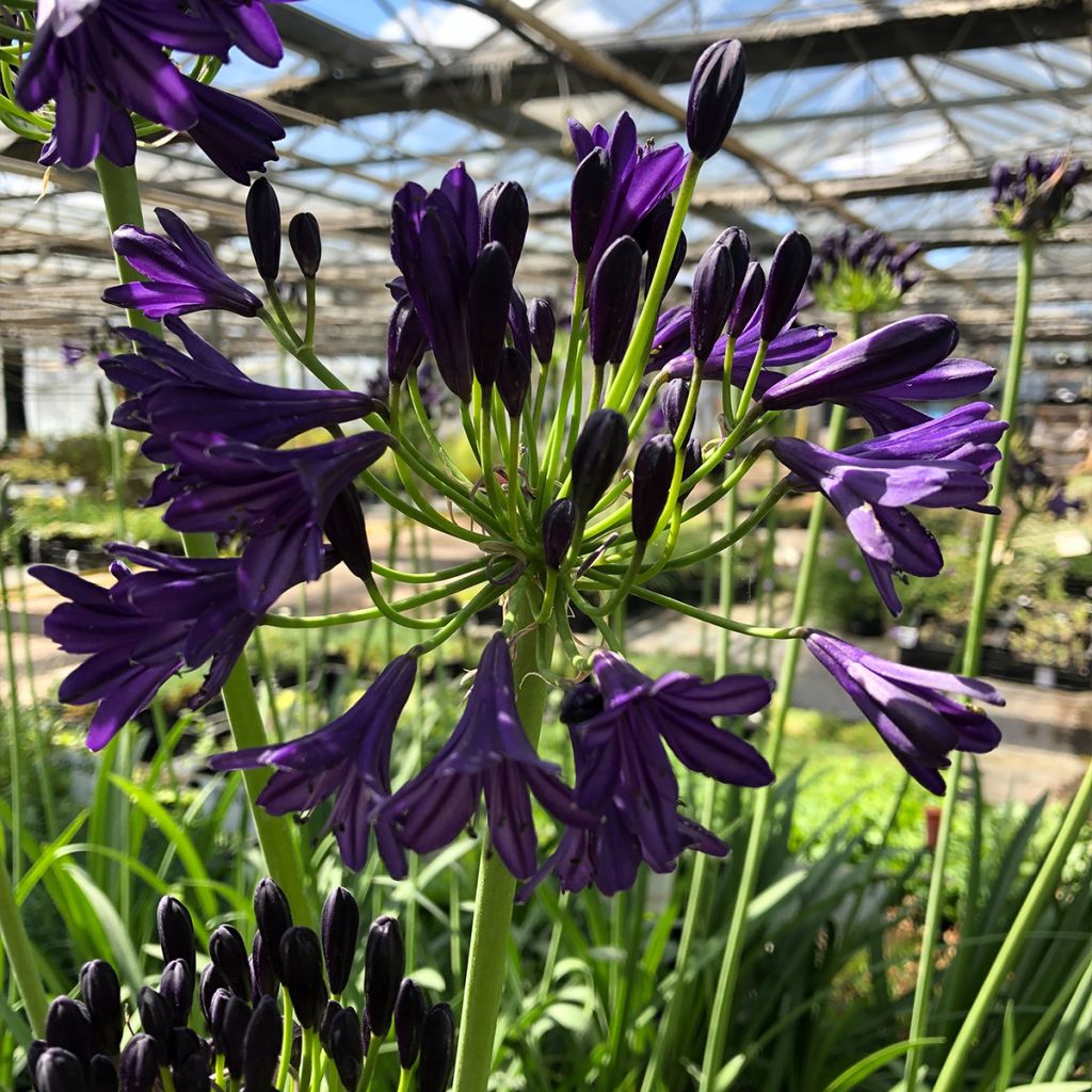 Agapanthus Royal Velvet