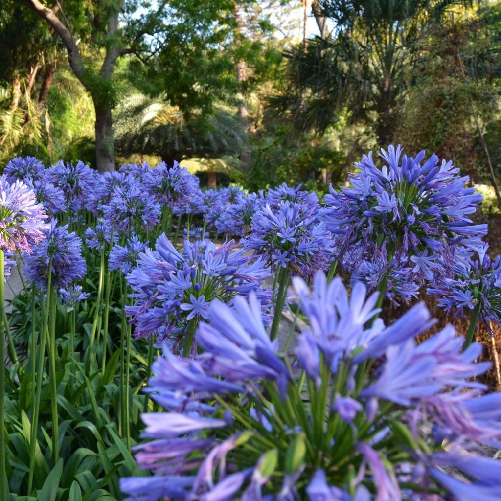 Agapanthe africanus (umbellatus) bleue