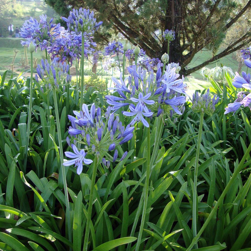 Agapanthe africanus (umbellatus) bleue