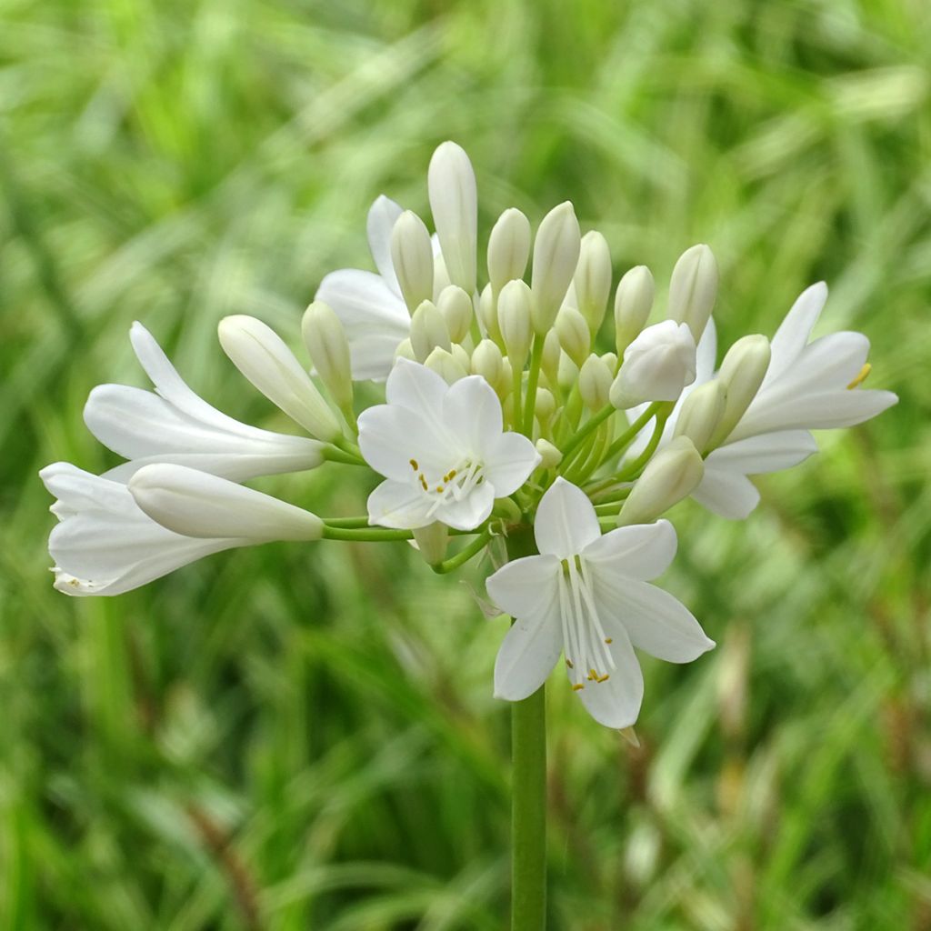 Agapanthe hybride Ever White