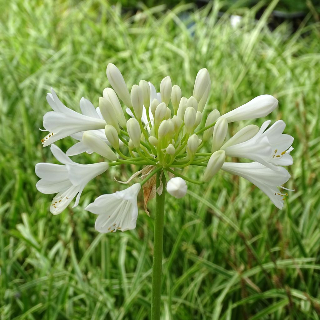 Agapanthe hybride Ever White