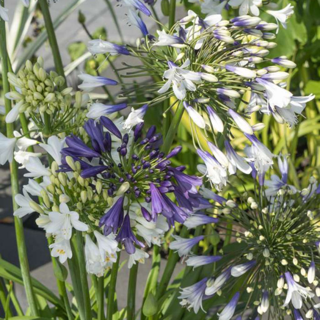 Agapanthus Three Sisters Mix