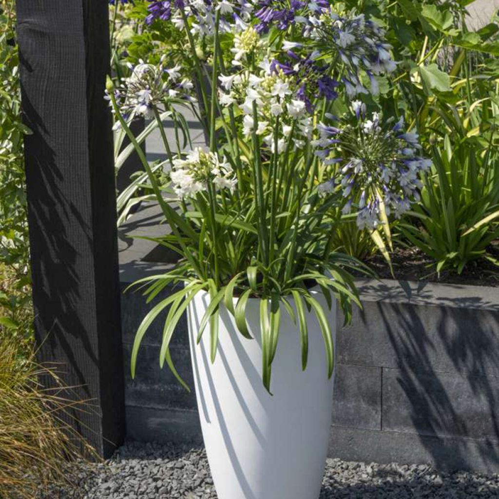 Agapanthus Three Sisters Mix