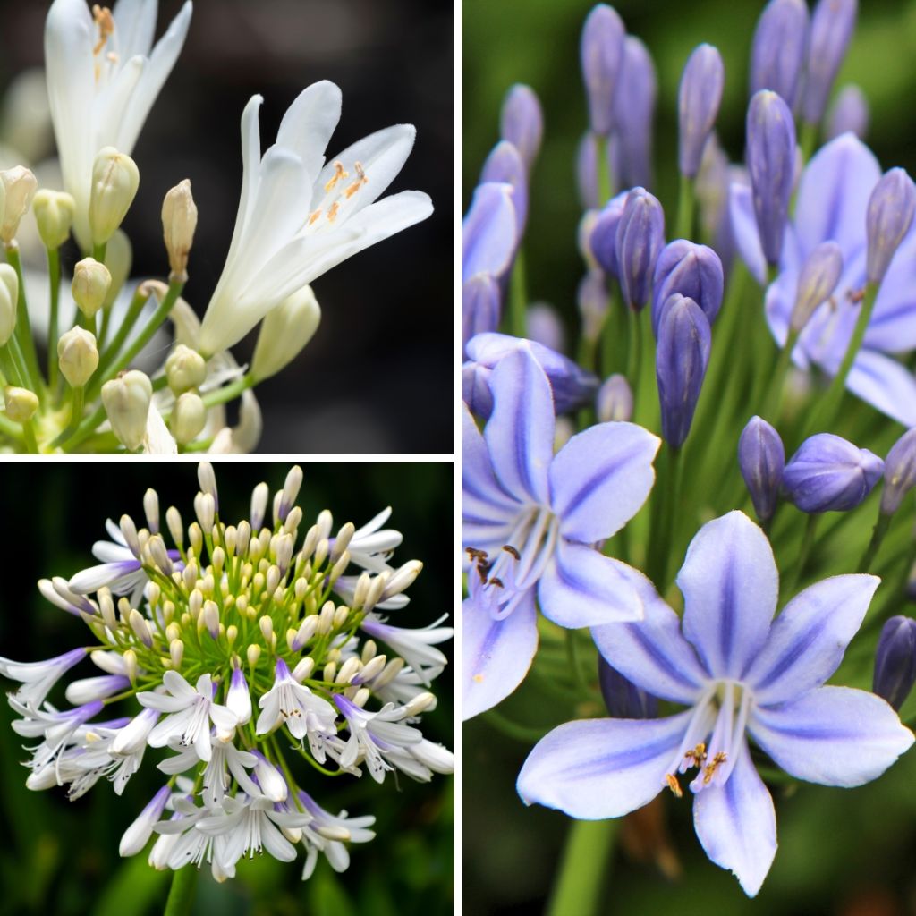 Agapanthus Three Sisters Mix