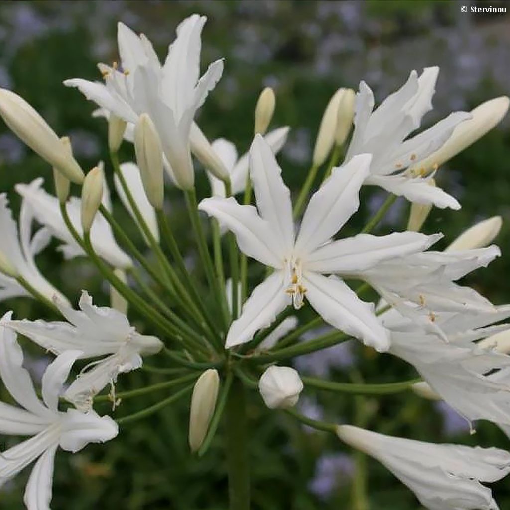 Agapanthe hybride Vallée de la Sarthe