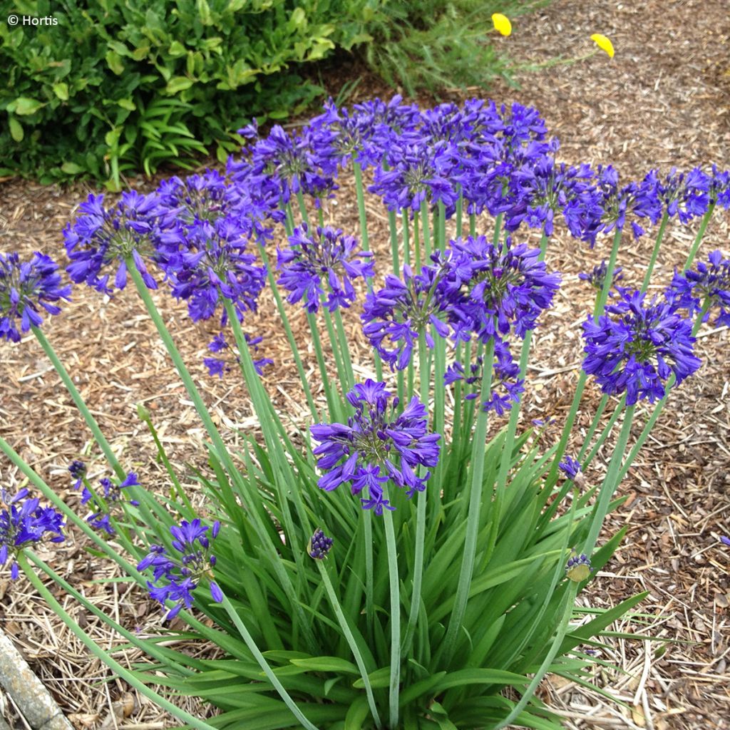 Agapanthus Sofie