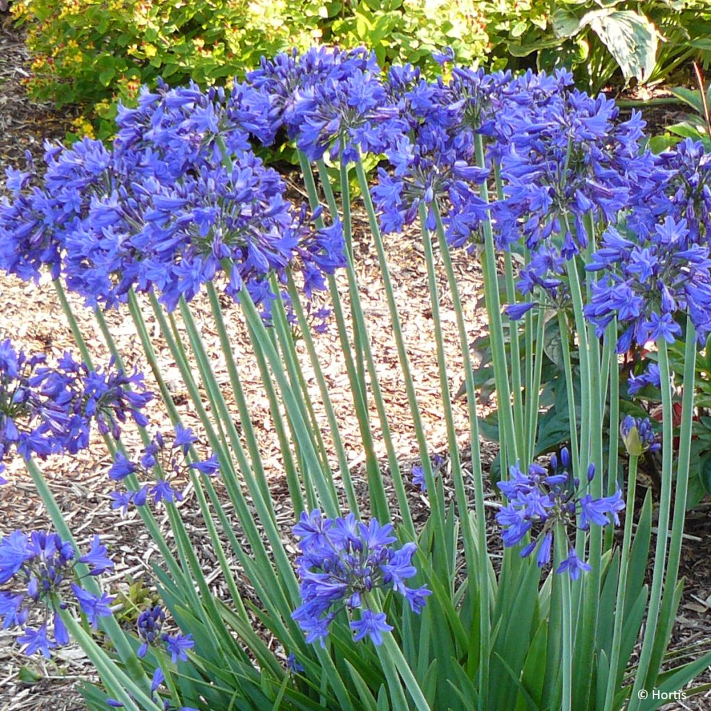 Agapanthus Sofie