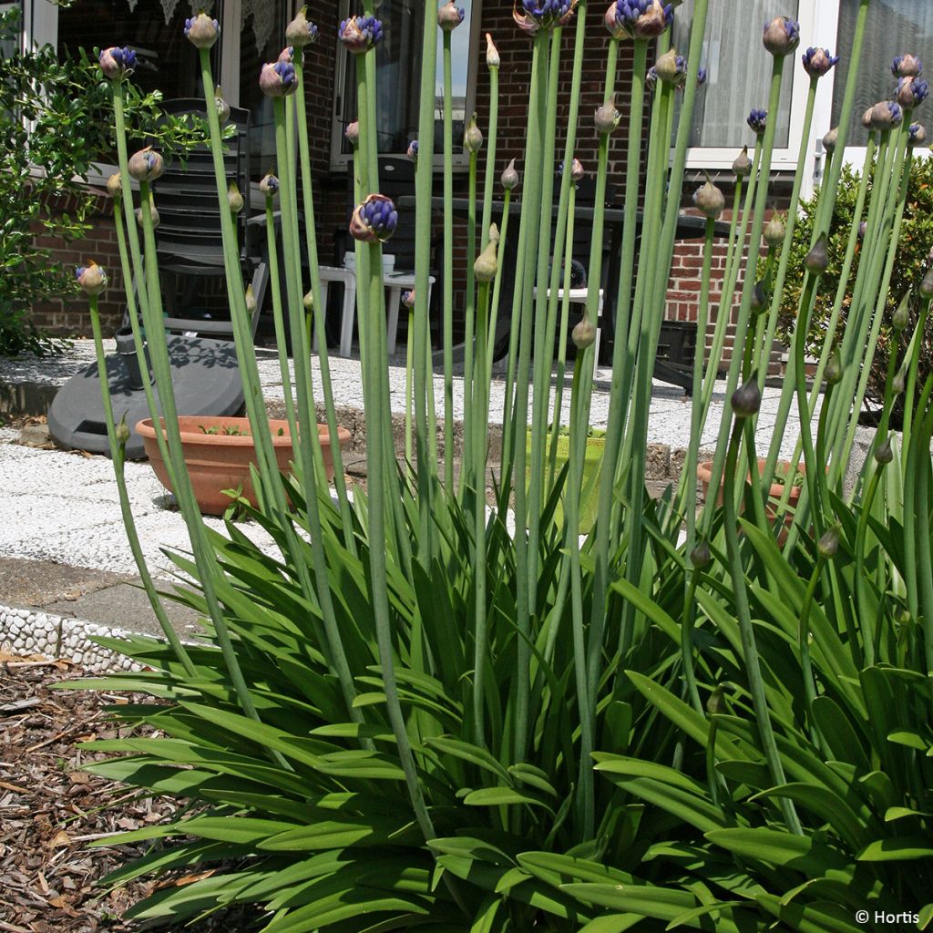 Agapanthus Sofie