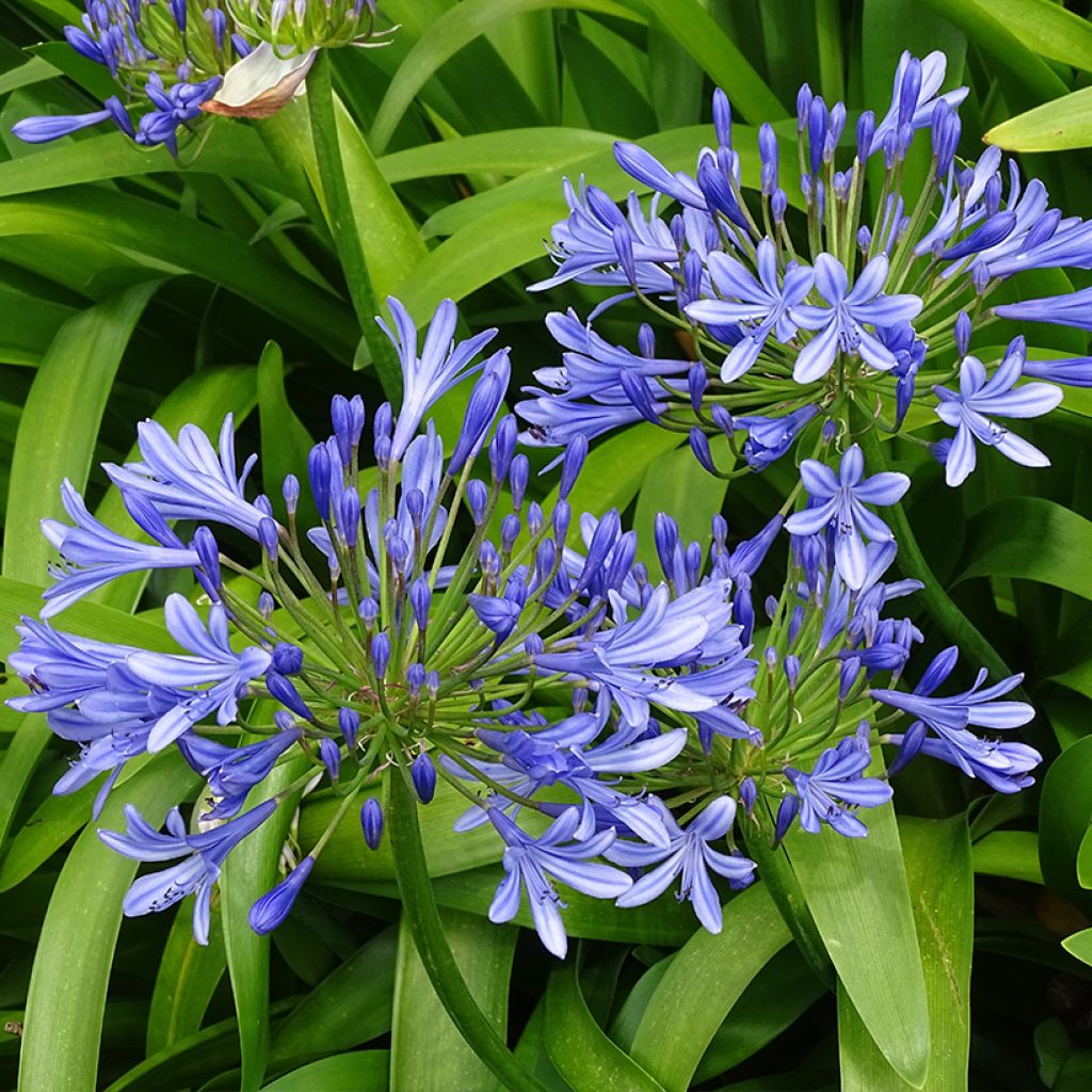 Agapanthus umbellatus