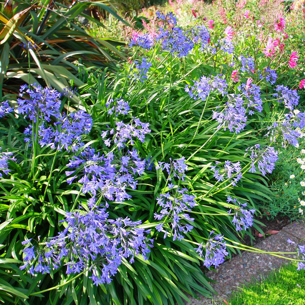 Agapanthus umbellatus