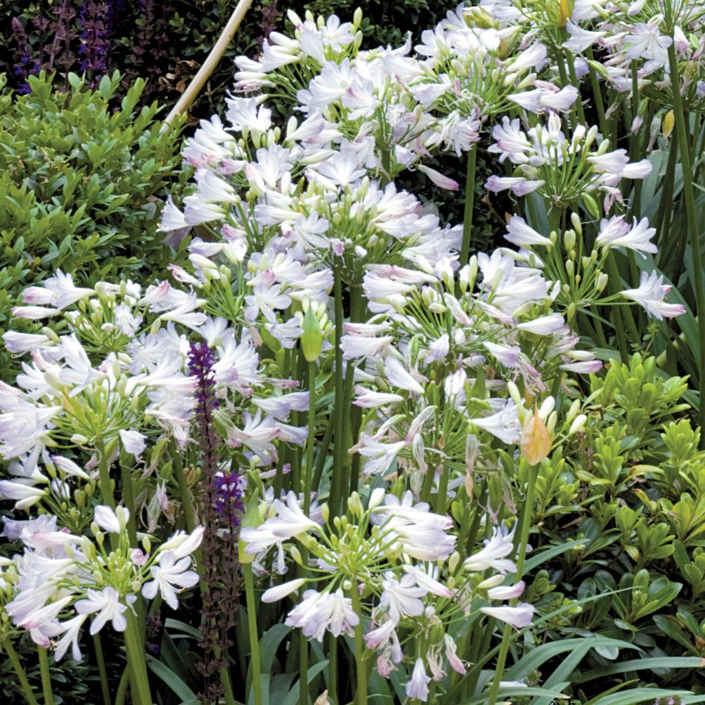 Agapanthe - Agapanthus Enigma