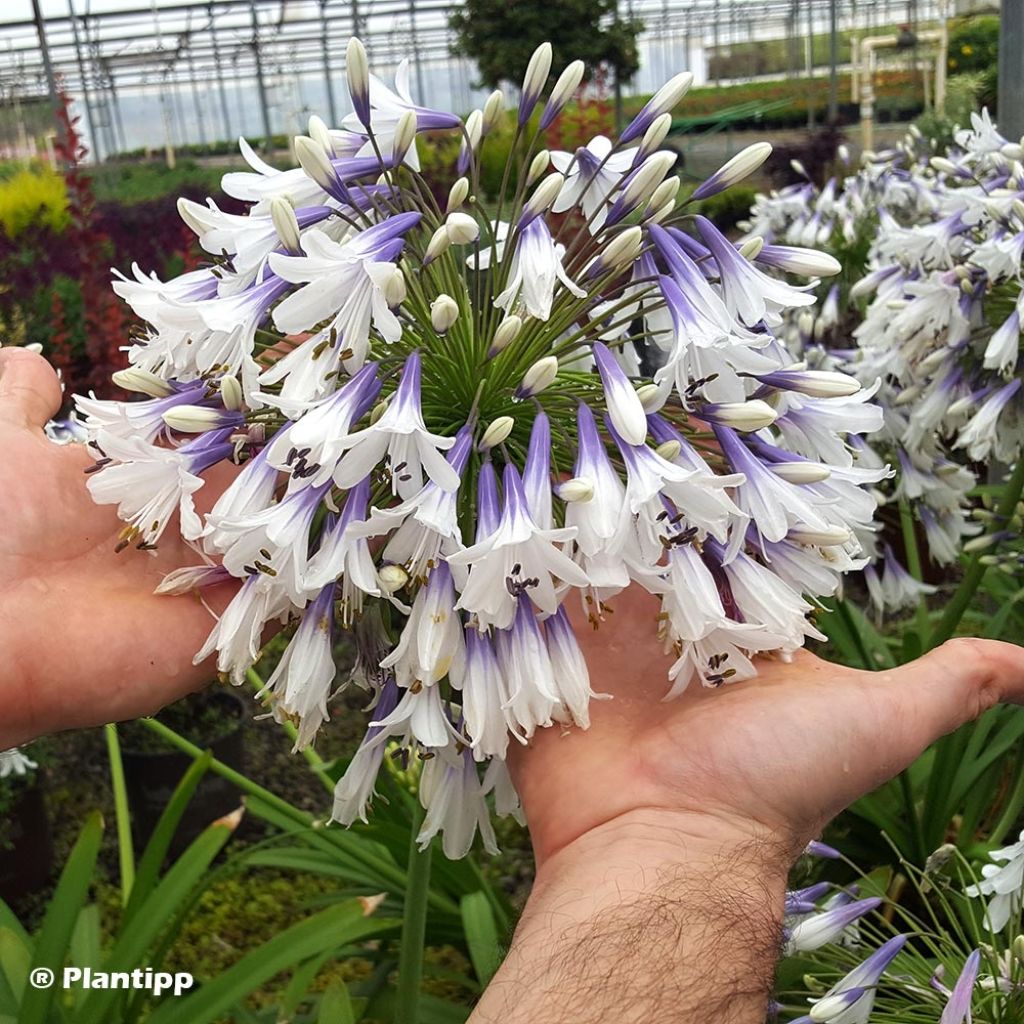 Agapanthus Fireworks