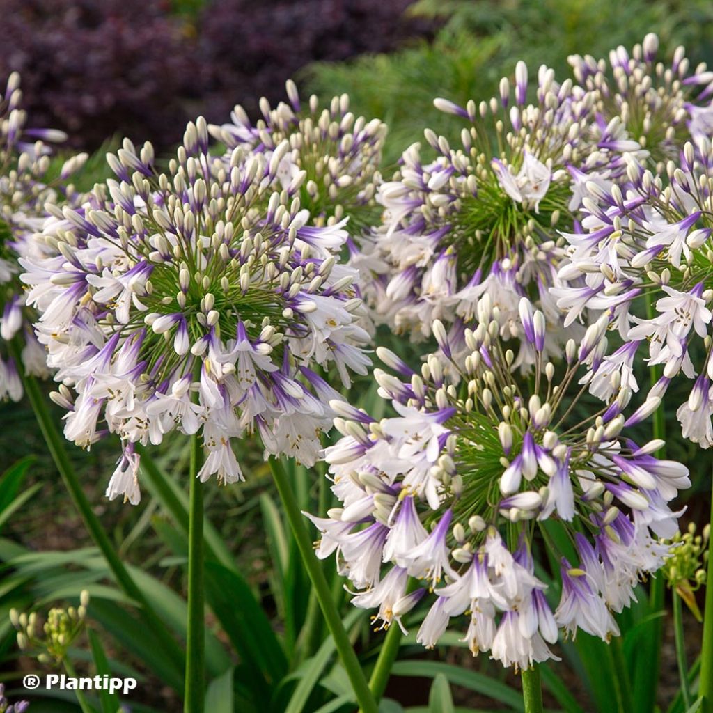 Agapanthus Fireworks