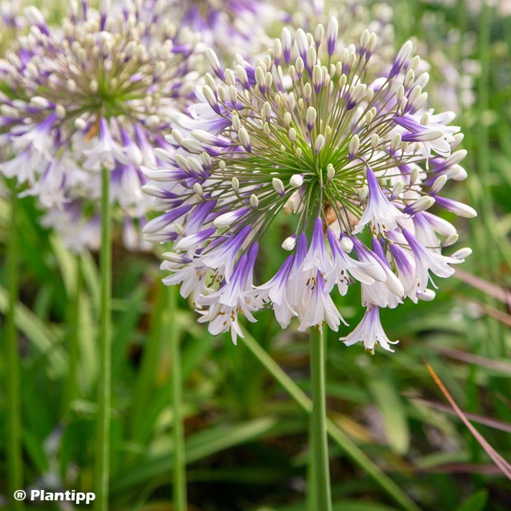 Agapanthus Fireworks