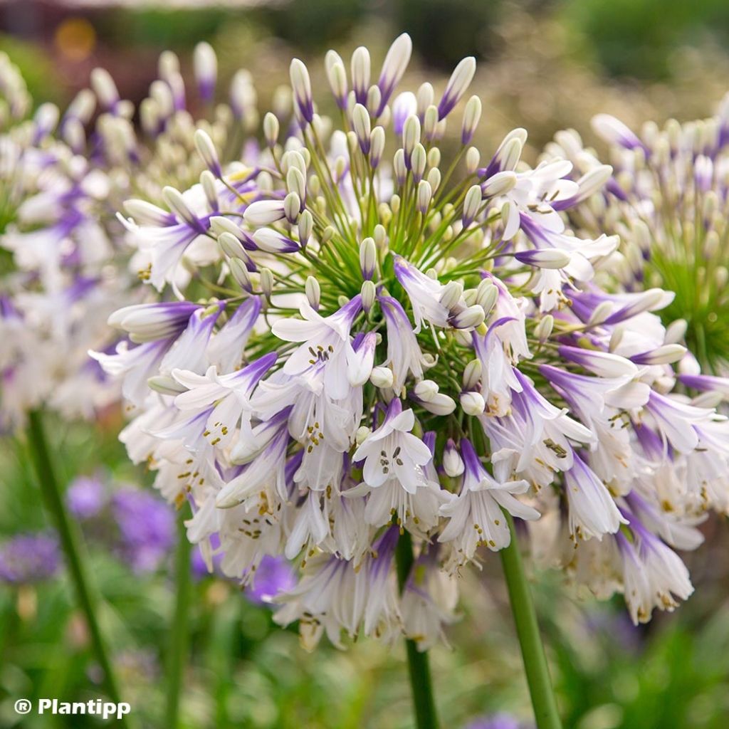 Agapanthus Fireworks