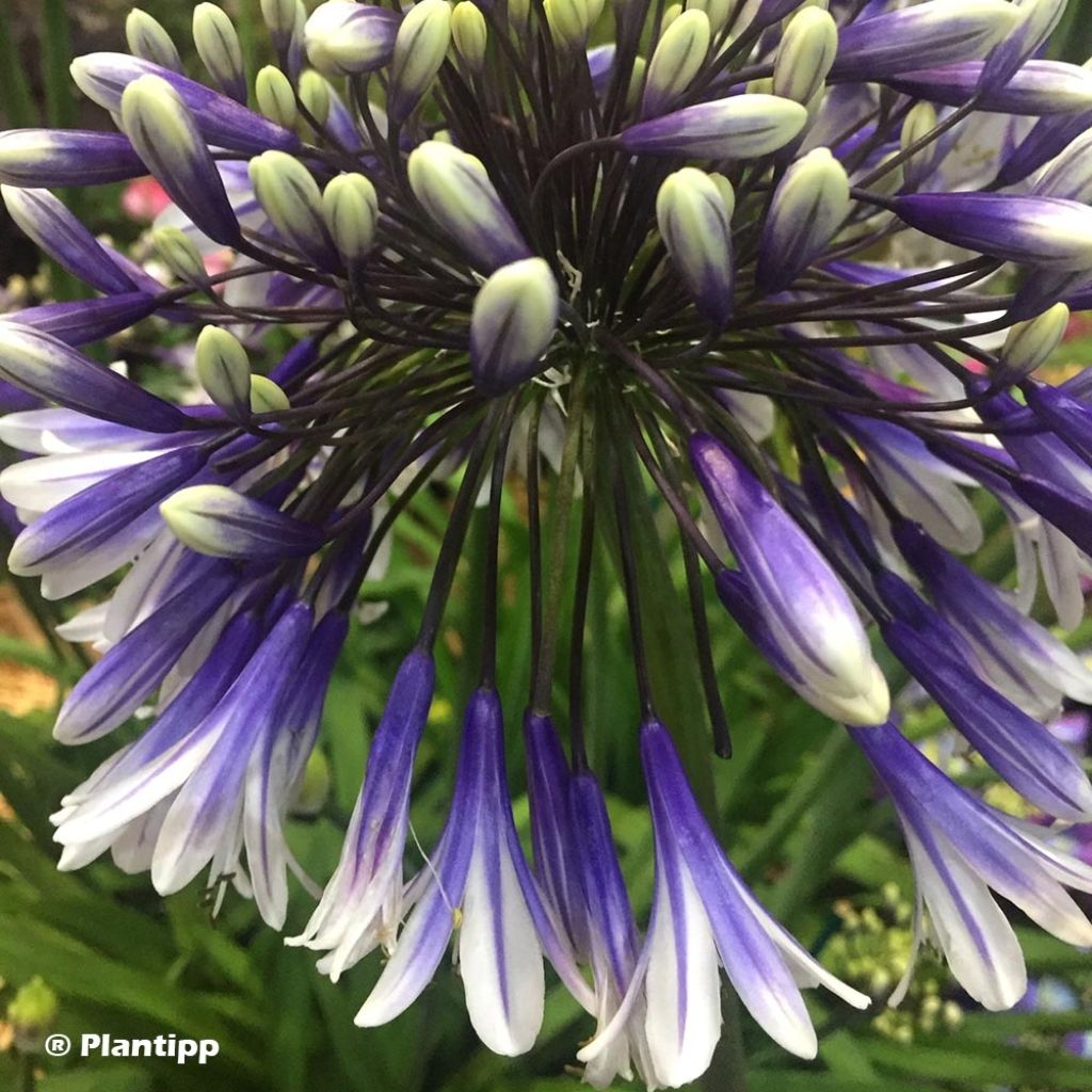 Agapanthus Fireworks