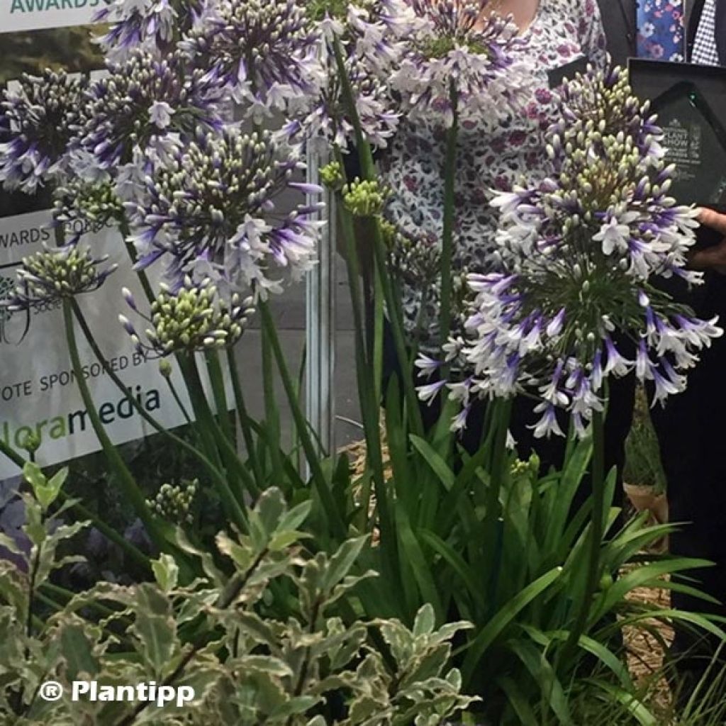 Agapanthus Fireworks