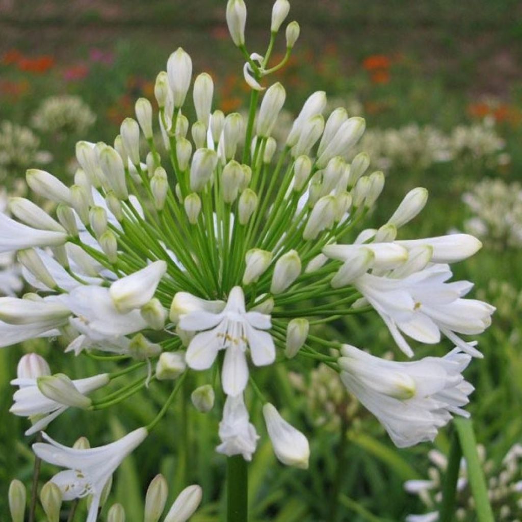 Agapanthe ou Agapanthus Ice Lolly