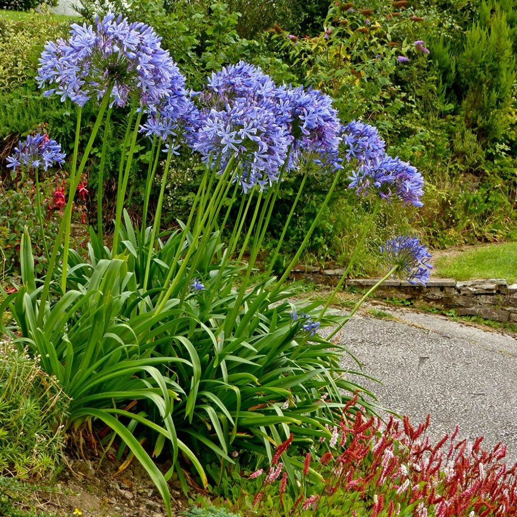 Agapanthe Pretty Sandy