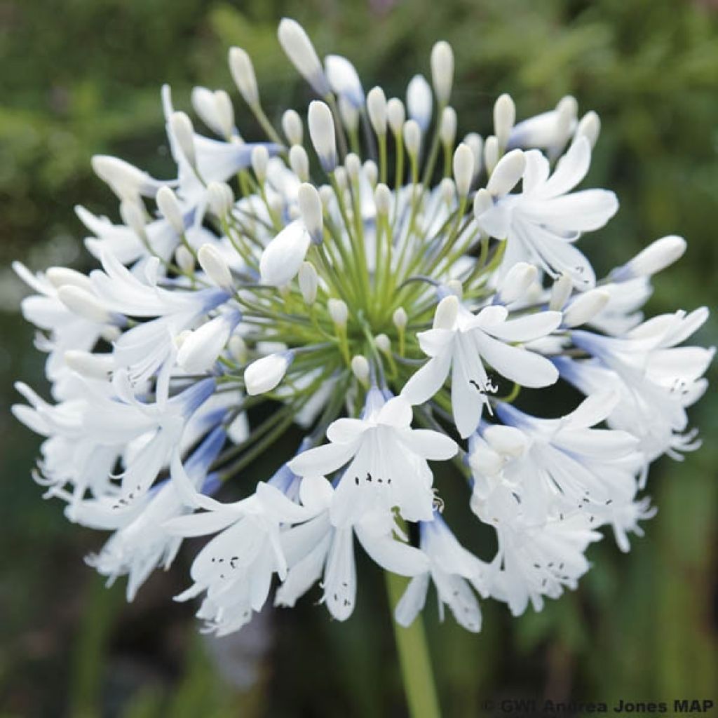 Agapanthe ou Agapanthus Queen Mum