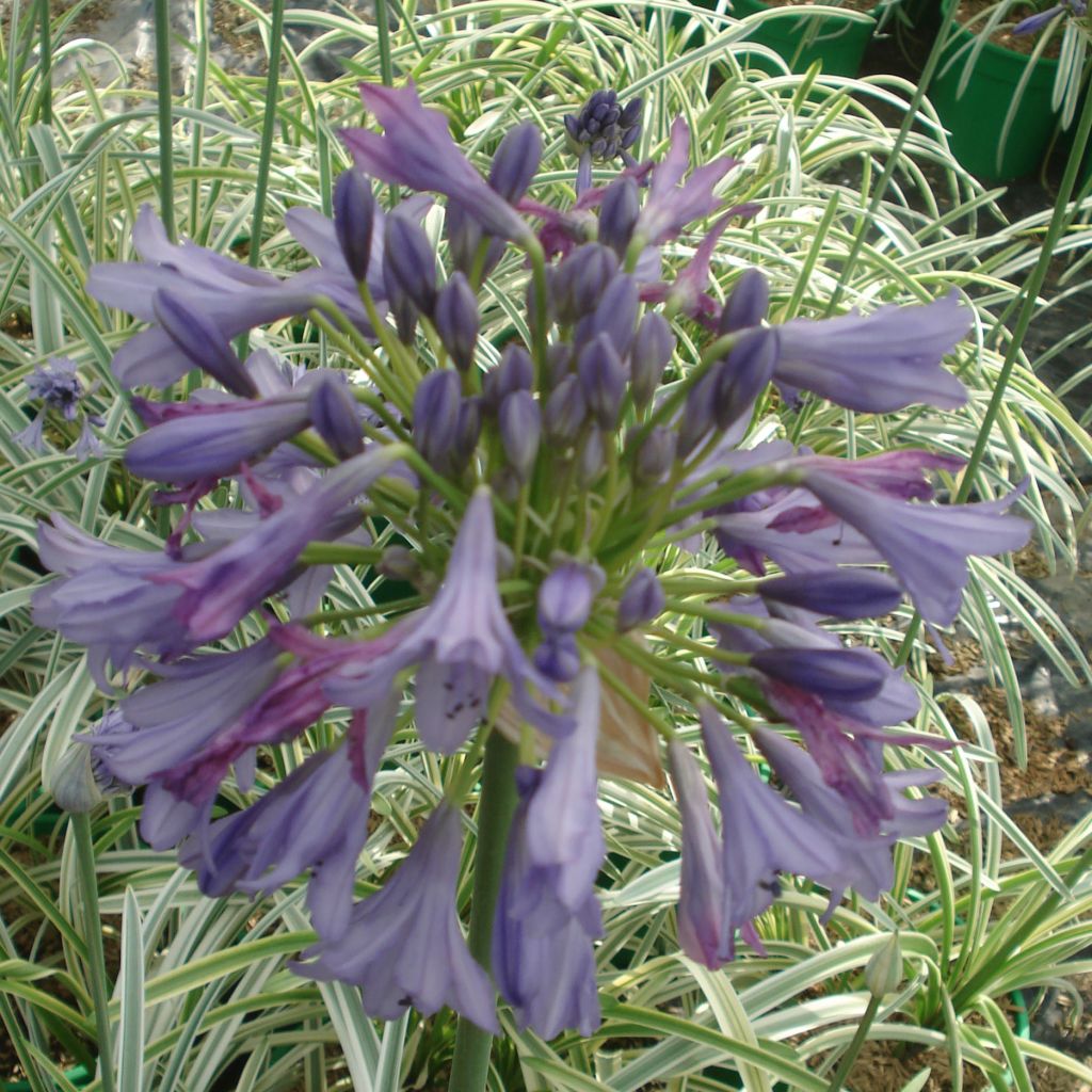 Agapanthe  - Agapanthus Silver Moon® 