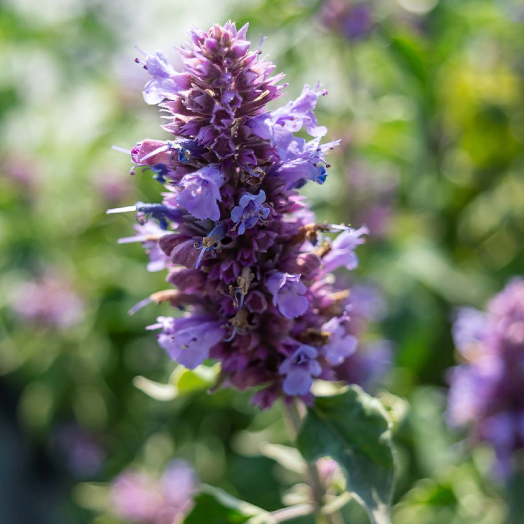 Agastache Blue Boa