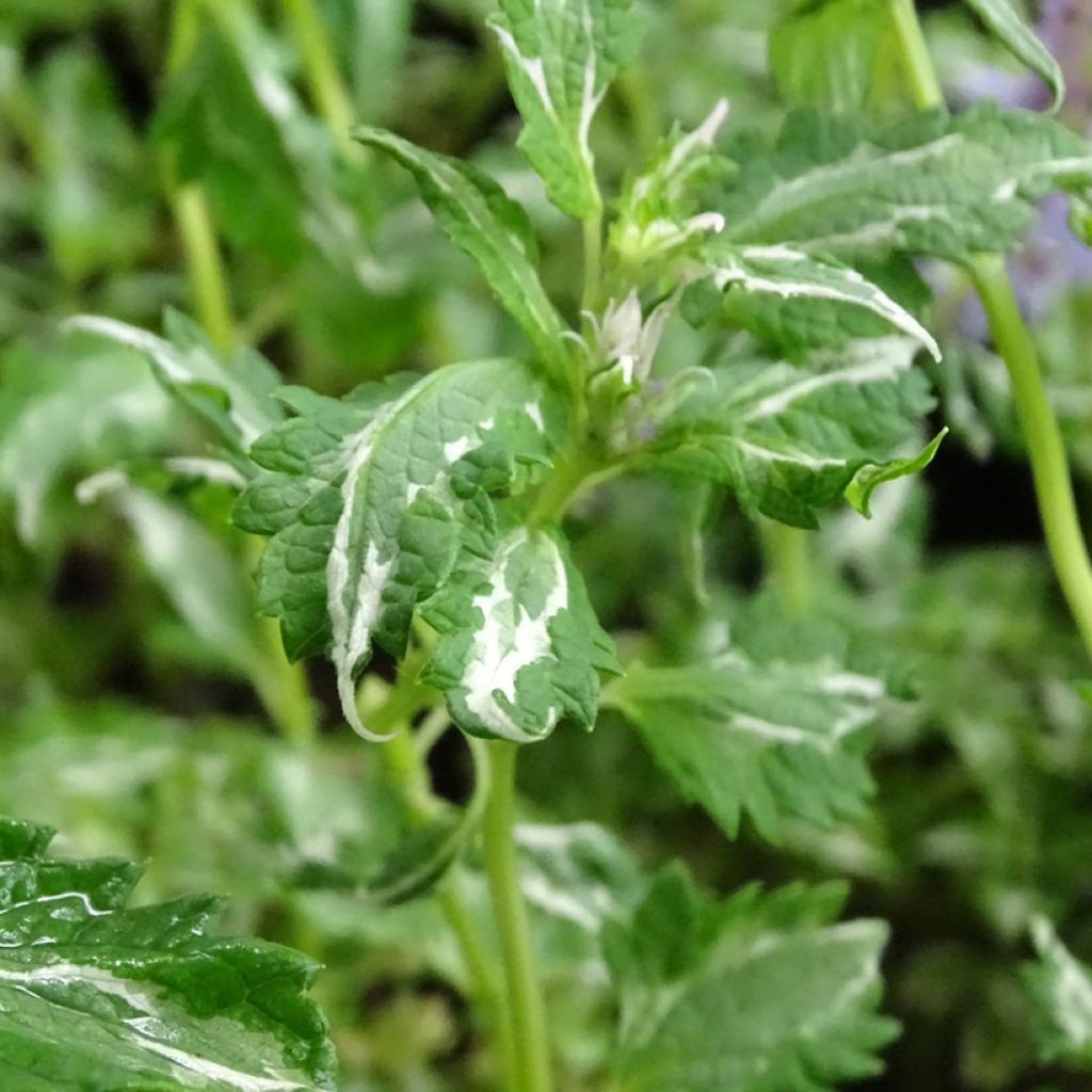 Agastache Crazy Fortune