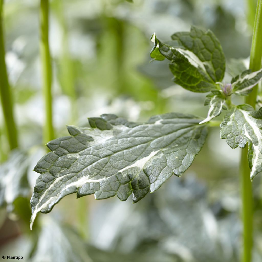 Agastache Crazy Fortune