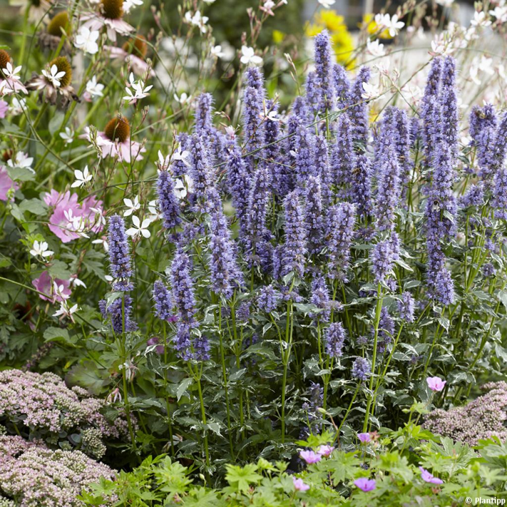 Agastache Crazy Fortune