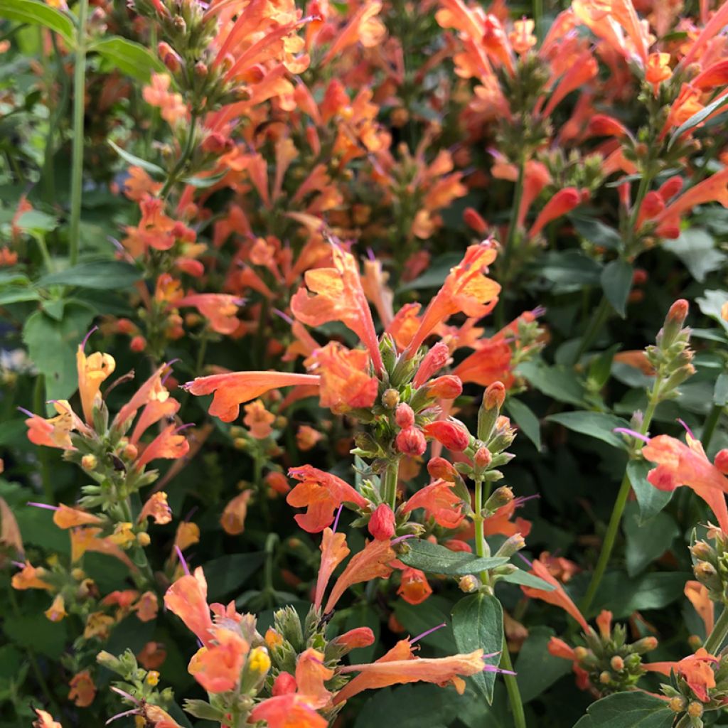 Agastache Kudos Mandarin 