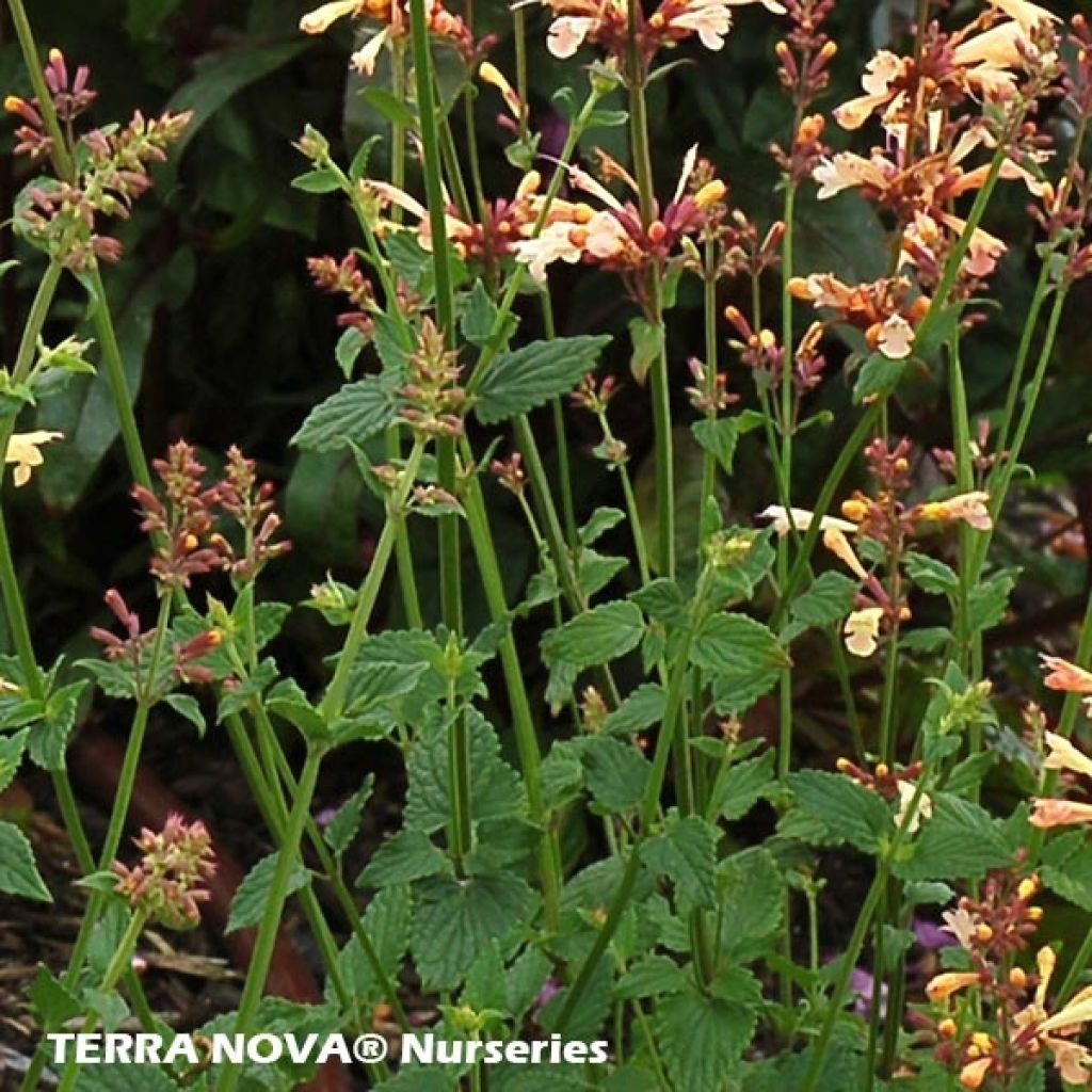 Agastache Summer Glow